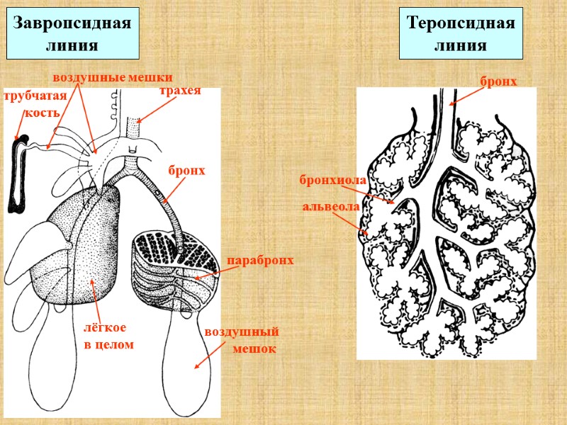 Завропсидная линия Теропсидная линия бронх трахея бронх бронхиола парабронх альвеола трубчатая   